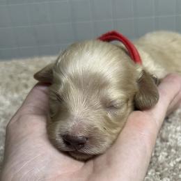Tripp - Red collar - Cream male Dachshund puppy in Durant, Oklahoma from Rockin’ S Kennel