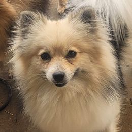 River - Wolf sable female Pomeranian puppy in Laredo, Texas from SASH Poms
