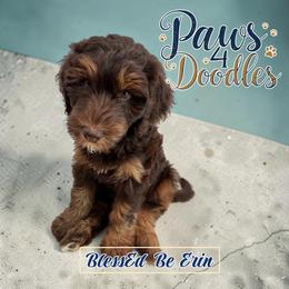 RVA Guardian Hm Opt - Tri-color female Bernedoodle puppy in Henrico, Virginia from Paws 4 Doodles, LLC
