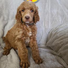 Black collar - Red  male Poodle puppy in Colorado Springs, Colorado from Silly's Standard Poodles