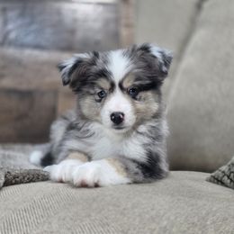 Snoopy - Black tri male Miniature Australian Shepherd puppy in Killen, Alabama from Wilkers Wholehearted Mini Aussies