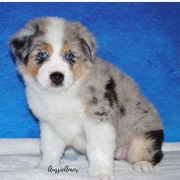 Miniature Australian Shepherd Puppies from Aussie Amor