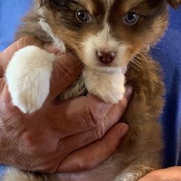 Miniature Australian Shepherds from Cross K Mini Aussies