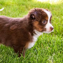 Miniature American Shepherd and Miniature Australian Shepherd Puppies from Bellewynd Acres
