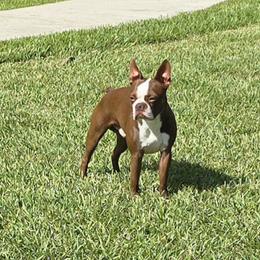 Boston Terriers from Nine Acre Boston's