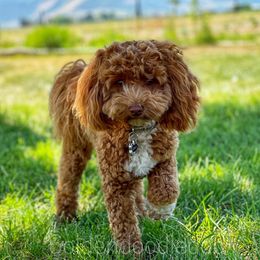 Jersey - Goldendoodle