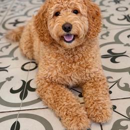 Zori - Goldendoodle