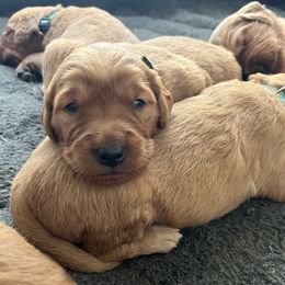 Golden Retriever puppies from Wright Up North