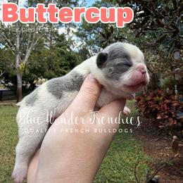 Buttercup - Blue female French Bulldog puppy in Loxahatchee, Florida from Blue Wonder Frenchies