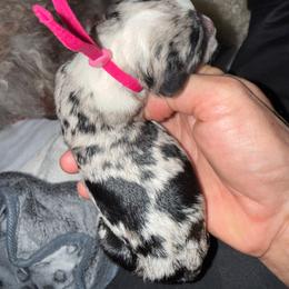 Rasberry - Blue merle female Bernedoodle puppy in Curtice, Ohio from The Pink Doghouse