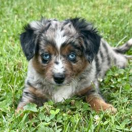 Aussiedoodles, Miniature Australian Shepherds, and Toy Australian Shepherds from Forever Aussies and A Doodle