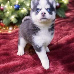 Vixen - Pomsky puppy from Periwinkle Pomskies