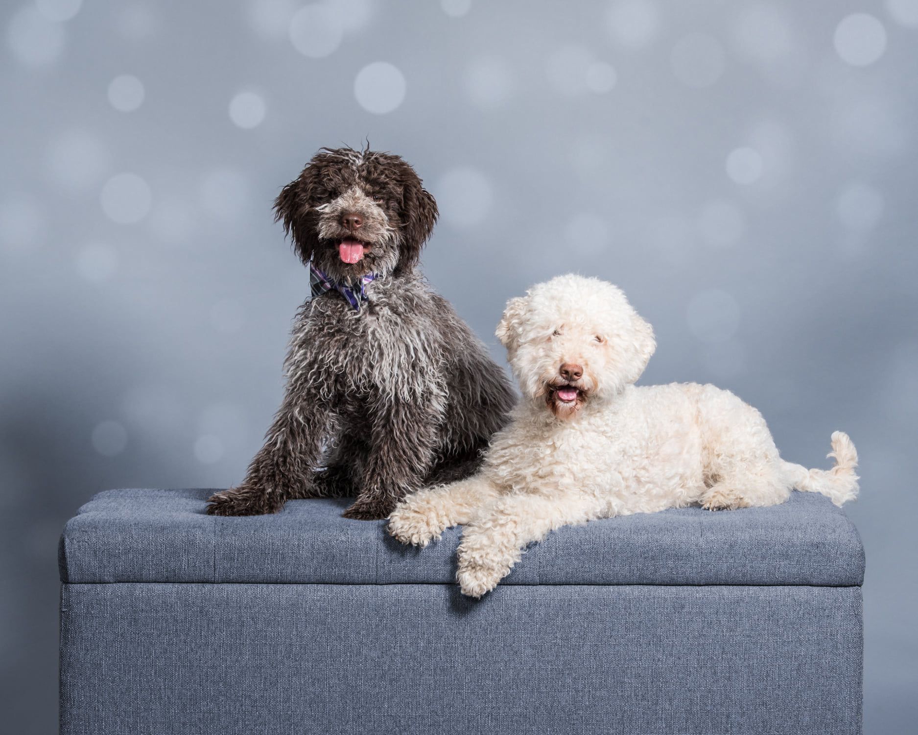 Briarwood Lagotto Romagnolos in Oregon | Lagotto Romagnolo puppies ...