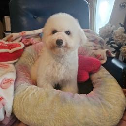 Pinkie - White and buff female Bichon Frise puppy in Chatham, Illinois from Bichon Frise Partnership