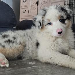 Laci - Blue merle Australian Shepherd puppy in Albany, Oregon from Red Cloud Australian Shepherds and DeGray Great Danes & Bulldogs