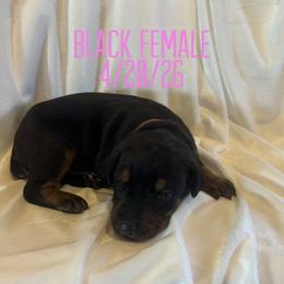 Cookie - Black and rust female Doberman Pinscher puppy in Wellington, Ohio from Jessie (TDD, llc)