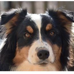 Mocha - Australian Shepherd