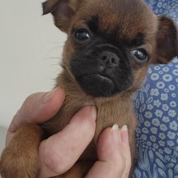 Jenna - Red female Brussels Griffon puppy in Nc, Florida from Brusseluv2