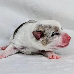 Erin - Blue merle and white female American Corgi puppy in Clarksville, Tennessee from Cold Creek Family Farm LLC