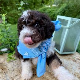 Dwayne (The Rock) - Brown and white male Aussiedoodle puppy in Chattanooga, Tennessee from Leafy Acre Mini Farm
