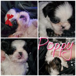 Shih Tzu Puppies from Cutie Pie Shih Tzu