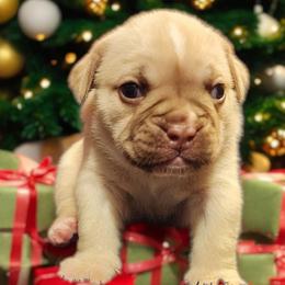 Girl 3 - Fawn and white female Bulldog puppy in Washington from Sun City Campeiro Bulldogs
