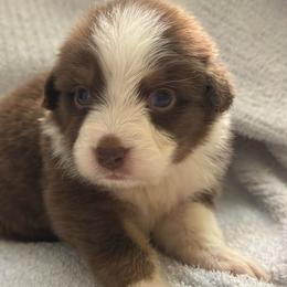 Nautica - Red tri-color female Australian Shepherd puppy in Albertville, Alabama from Salt Creek Aussies