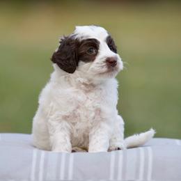 Turtle - Chocolate male Australian Labradoodle puppy in Milton, Florida from Sutton Place Doodles