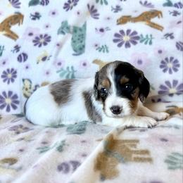Jasper - Piebald male Dachshund puppy in Paoli, Oklahoma from Dobbins Dachshunds