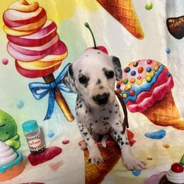 Cookies N Cream- Maroon- LUA - White and black female Dalmatian puppy in Claremore, Oklahoma from Lotsofdots Dalmatians