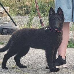 Female 1 - Black female Belgian Sheepdog puppy in Green Bluff, Washington from Clawson Belgians