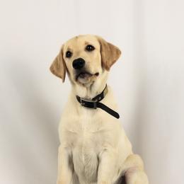 Lance - Yellow male Labrador Retriever puppy in Morrilton, Arkansas from Ancient Dogges Performance Dogs