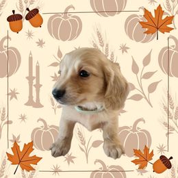 Duke - Cream male Dachshund puppy in Adolphus, Kentucky from Walker's Dachshunds