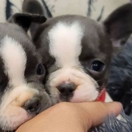 French Bulldogs from Montes House of Frenchies