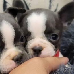 French Bulldogs from Montes House of Frenchies