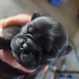 Hope - Black female Pug puppy in Madera, California from Hills Pugs