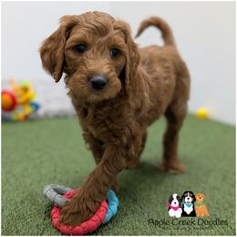 SAWYER - OFA-Genetics-2 Yr Warranty. - Red  male Goldendoodle puppy in Jeddo, Michigan from Apple Creek Doodles