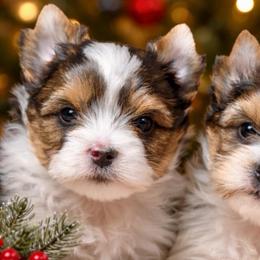 Boy 1 - Black tan and white male Biewer Terrier puppy in Woodside, New York from Allure Biewer Terriers