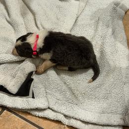 Blue boy 2 - White and blue male Border Collie puppy in Bogata, Texas from Celtic Farms Border Collies and Danes