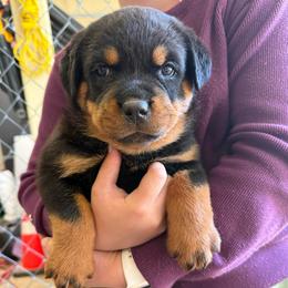Lainey - Black and tan female Rottweiler puppy in Mcminnville, Oregon from JHB Rottweilers