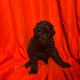 Viserys - Black male Poodle puppy in Atlanta, Georgia from Syren House Doodles & Poodles