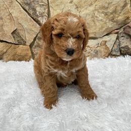 Millie - Red  female Goldendoodle puppy in Fairmont, West Virginia from Mountainside Doodles, LLC