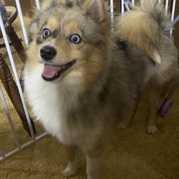 Gunner - Pomsky