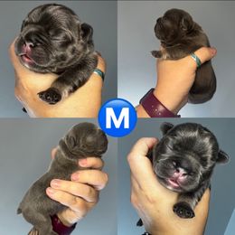 French Bulldog Puppies from K&J Frenchies
