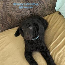 Purple-Violet - Black female Poodle puppy in Hamilton Square, New Jersey from Sweet Standards