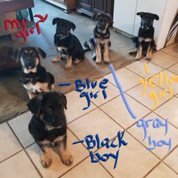 German Shepherd Puppies from Sevilla German Shepherds
