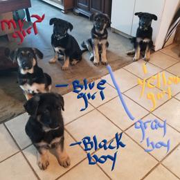 German Shepherd Puppies from Sevilla German Shepherds