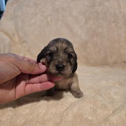 Bella - Cream female Dachshund puppy in Greenwood, Missouri from Nukee's Beagles dachshunds Corgis