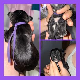 Purple Collar - Black female Schnoodle puppy in Winchester, Tennessee from Mahaffey’s Doodles