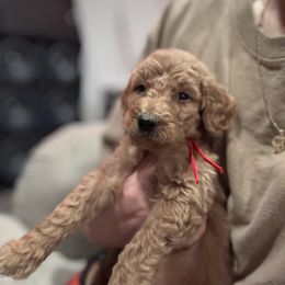 Red - Red  male Goldendoodle puppy in Bakersfield, California from Lavish Doodles